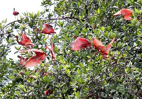 Scarlet Ibis scattering Scattering Ibis in the Orinoco Delta Eudocimus ruber,Orinoco Delta,Scarlet Ibis