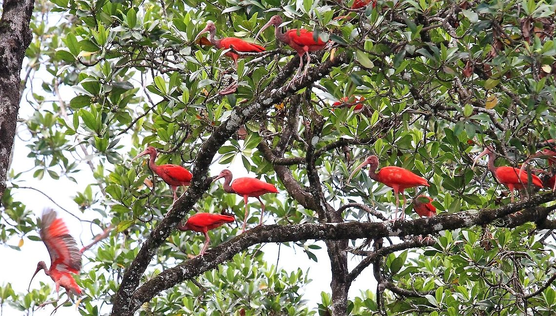 Scarlet Ibis Scarlet Ibis in the magnificent Orinoco Delta - an enormous delta area Eudocimus ruber,Orinoco Delta,Scarlet Ibis