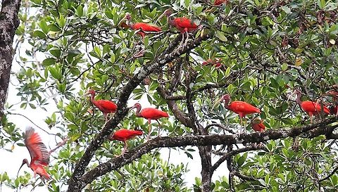 Scarlet Ibis Scarlet Ibis in the magnificent Orinoco Delta - an enormous delta area Eudocimus ruber,Orinoco Delta,Scarlet Ibis