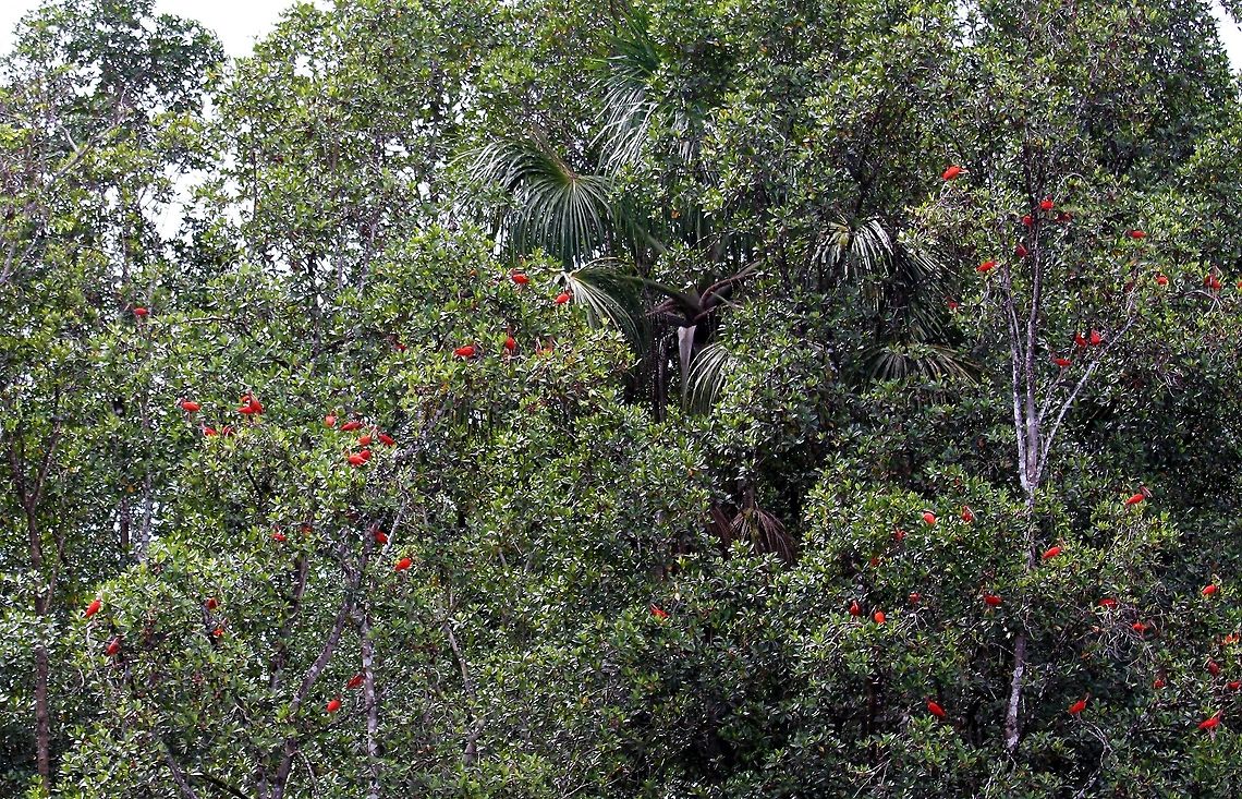 Scarlet Ibis jewels in the rainforest Scarlet Ibis sheltering in the Orinoco Delta Eudocimus ruber,Orinoco Delta,Scarlet Ibis