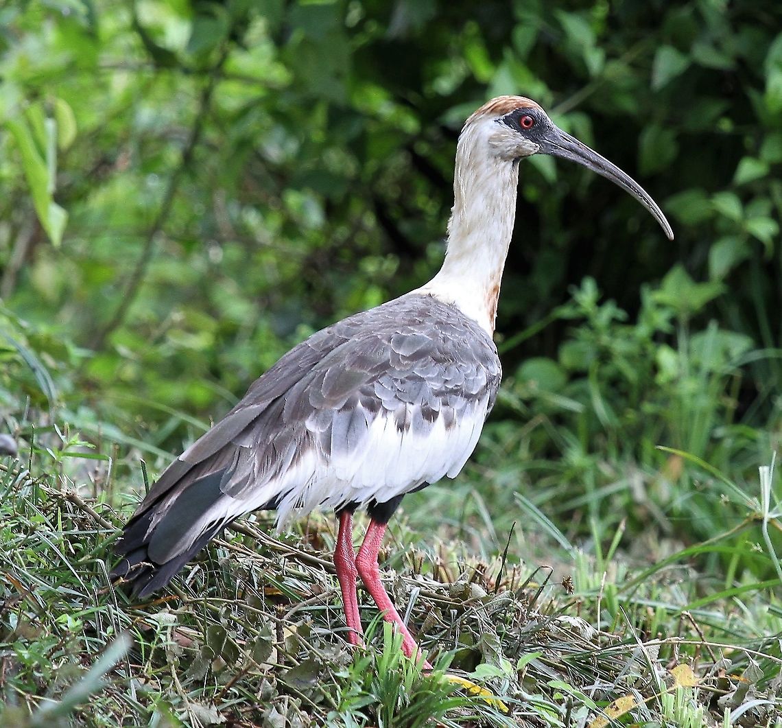 Buff-necked Ibis One of 4 or 5 Ibis at Hato El Cedral Buff-necked Ibis,Hato El Cedral,Los Llanos,Theristicus caudatus