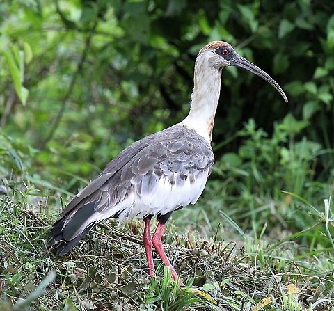 Buff-necked Ibis One of 4 or 5 Ibis at Hato El Cedral Buff-necked Ibis,Hato El Cedral,Los Llanos,Theristicus caudatus