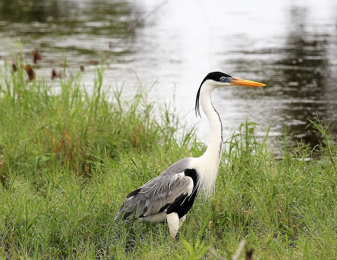 Cocoi Heron Cocoi Heron by the waters at Hato El Cedral Ardea cocoi,Cocoi Heron,Hato El Cedral,Los Llanos