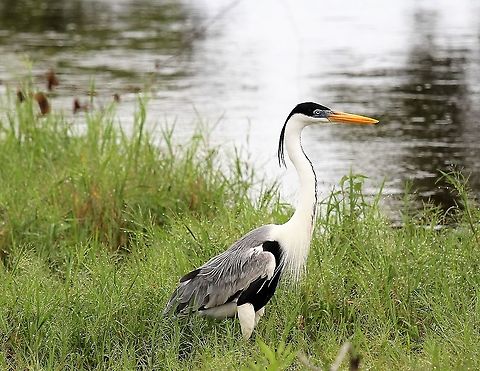 Cocoi Heron Cocoi Heron by the waters at Hato El Cedral Ardea cocoi,Cocoi Heron,Hato El Cedral,Los Llanos