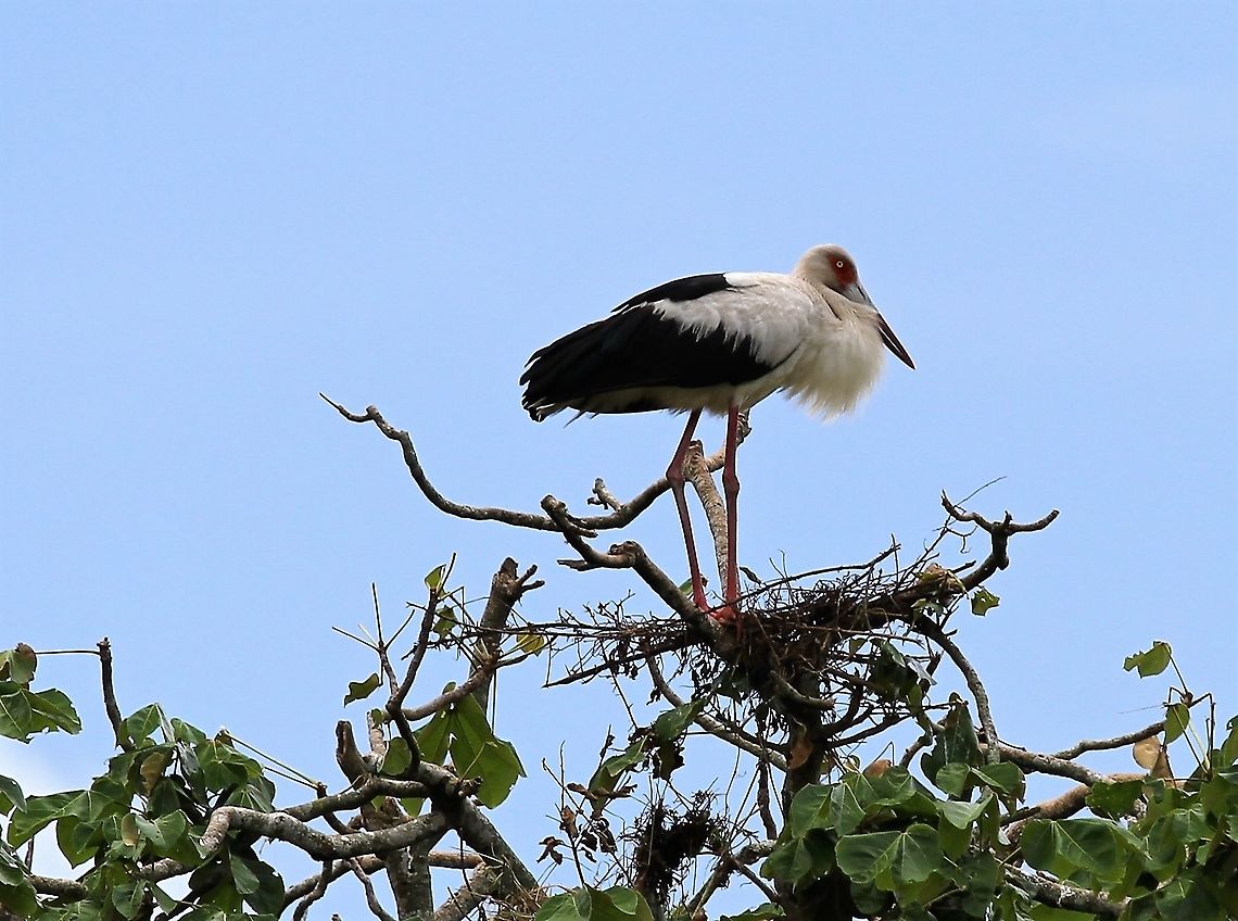 Maguari Stork on Nest Maguari Stork on nest at Hato El Cedral Ciconia maguari,Hato El Cedral,Los Llanos,Maguari Stork,Maguari stork