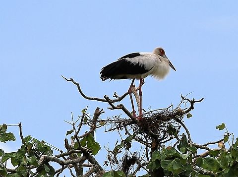 Maguari Stork on Nest Maguari Stork on nest at Hato El Cedral Ciconia maguari,Hato El Cedral,Los Llanos,Maguari Stork,Maguari stork