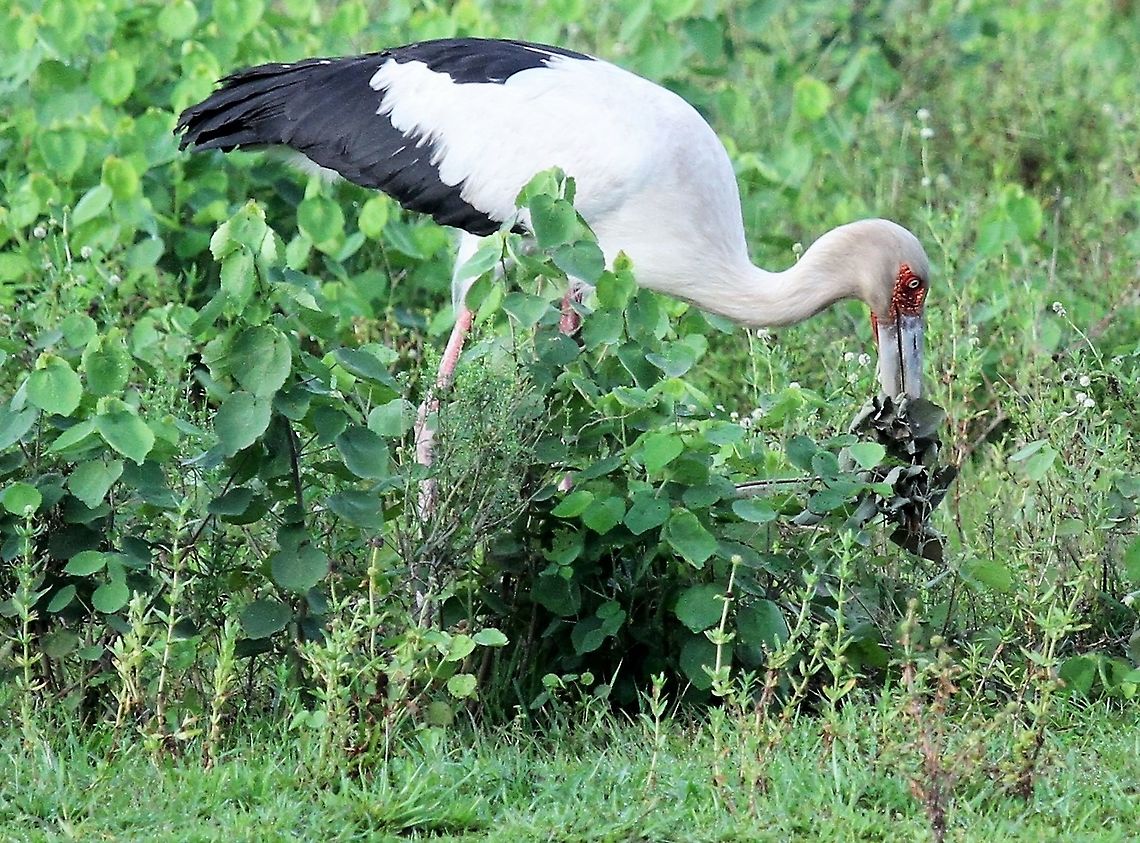 Maguari Stork nest building A very striking stork from Hato El Cedral Ciconia maguari,Hato El Cedral,Los Llanos,Maguari Stork,Maguari stork