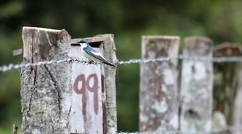 White-winged Swallow Beautiful swallow at Hato El Cedral Hato El Cedral,Los Llanos,Tachycineta albiventer,White-winged Swallow