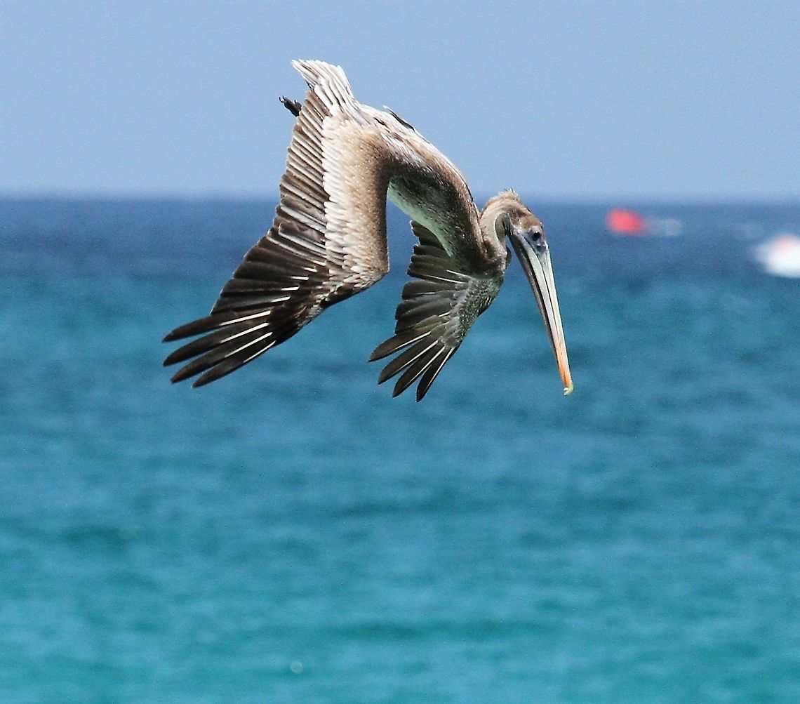 Brown Pelican Brown Pelican fishing on the Caribbean coast of Venezuela Brown pelican,Caribbean,Pelecanus occidentalis