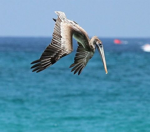 Brown Pelican Brown Pelican fishing on the Caribbean coast of Venezuela Brown pelican,Caribbean,Pelecanus occidentalis