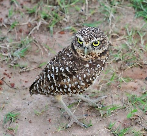 Burrowing Owl The most often seen owl of Los Llanos Athene cunicularia,Burrowing Owl,Hato El Cedral,Los Llanos