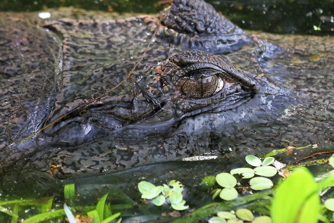 Spectacled Caiman close-up Note the mosquitos around its eye Caiman crocodilus,Hato El Cedral,Los Llanos,Spectacled caiman