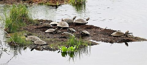 Hilaire’s toadhead turtle or Hilaire’s side-necked turtle, These freshwater turtles not as shy as others that I've seen.  Hato El Cedral,Hilaire’s toadhead turtle,Los Llanos,Phrynops hilarii