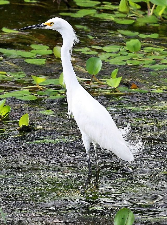 Snowy Egret A very showy egret from Hato El Cedral Egretta thula,Hato El Cedral,Los Llanos,Snowy Egret
