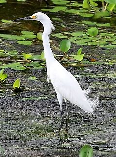 Snowy Egret A very showy egret from Hato El Cedral Egretta thula,Hato El Cedral,Los Llanos,Snowy Egret