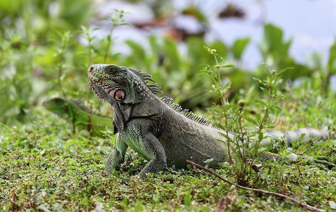 Green Iguana Green Iguana at Hato El Cedral Green iguana,Hato El Cedral,Iguana iguana,Los Llanos