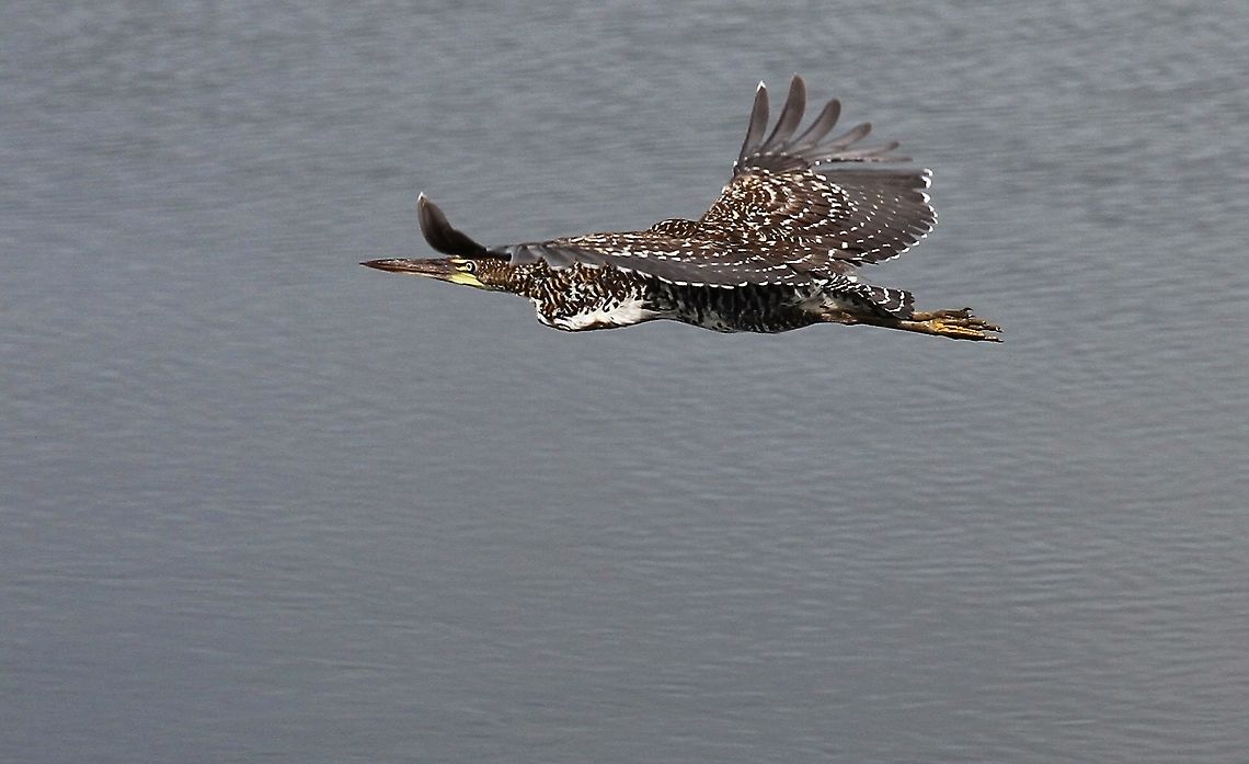 Rufescent Tiger-heron immature Immature Rufescent Tiger-heron flying at Hato El Cedral, a wonderful wildlife paradise Hato El Cedral,Los Llanos,Rufescent Tiger Heron,Tigrisoma lineatum