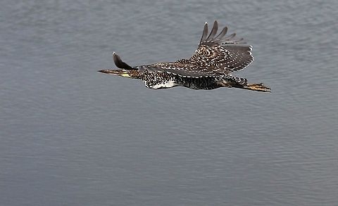 Rufescent Tiger-heron immature Immature Rufescent Tiger-heron flying at Hato El Cedral, a wonderful wildlife paradise Hato El Cedral,Los Llanos,Rufescent Tiger Heron,Tigrisoma lineatum