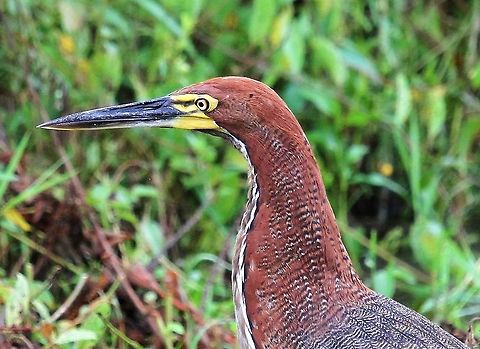 Rufescent Tiger-heron Los Llanos Close up of this beautiful and striking heron Hato El Cedral,Los Llanos,Rufescent Tiger Heron,Tigrisoma lineatum