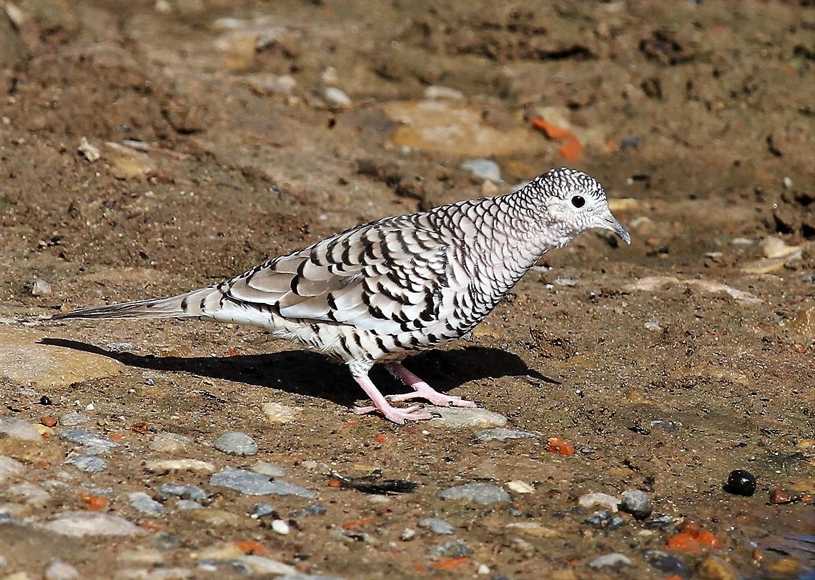 Scaled Dove Scaled Dove at Hato El Cedral; a very beautiful little dove. Columbina squammata,Hato El Cedral,Los Llanos,Scaled dove