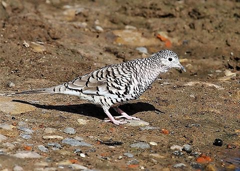 Scaled Dove Scaled Dove at Hato El Cedral; a very beautiful little dove. Columbina squammata,Hato El Cedral,Los Llanos,Scaled dove