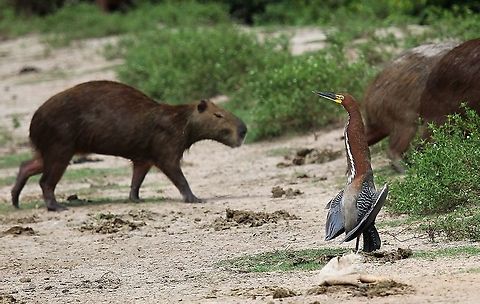 Rufescent Tiger-heron displaying with Capybara Rufescent Tiger-heron displaying to capybara at Hato El Cedral Hato El Cedral,Los Llanos,Rufescent Tiger Heron,Tigrisoma lineatum
