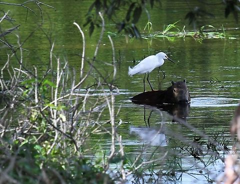 Snowy Egret - Hitching a ride on Capybara One of many shots with birds posing on the capybara plinth Capybara,Egretta thula,Hato El Cedral,Los Llanos,Snowy Egret