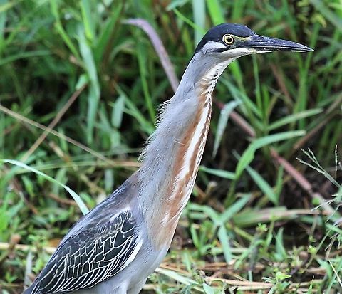 Rufescent Tiger Heron Rufescent Tiger heron at Hato El Cedral - I believe this ranch used to be owned by the Rothschild family Hato El Cedral,Los Llanos,Rufescent Tiger Heron,Tigrisoma lineatum