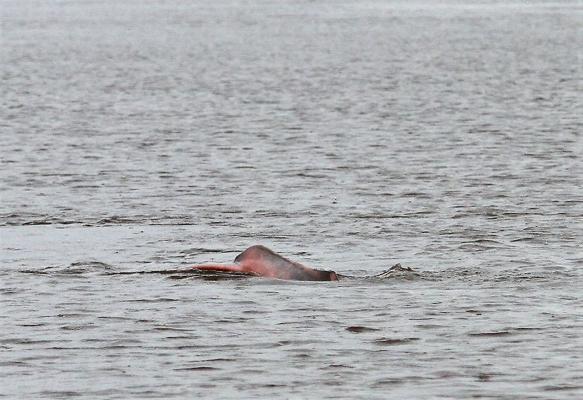 Inia geoffrensis humboldtiana  Pink River Dolphin or Boto Pink river dolphin in the Orinoco Delta.  I did get a little better at spotting them, very difficult to take as large area of water, additionally they tended to be more active with flat water, making focusing tricky.  More to follow. Amazon river dolphin,Inia geoffrensis,Inia geoffrensis humboldtiana,Orinoco Delta,Pink river dolphin