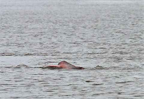 Inia geoffrensis humboldtiana  Pink River Dolphin or Boto Pink river dolphin in the Orinoco Delta.  I did get a little better at spotting them, very difficult to take as large area of water, additionally they tended to be more active with flat water, making focusing tricky.  More to follow. Amazon river dolphin,Inia geoffrensis,Inia geoffrensis humboldtiana,Orinoco Delta,Pink river dolphin