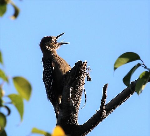 Red-crowned  Woodpecker Vocal Red-crowned Woodpecker Hato El Cedral,Los,Melanerpes rubricapillus,Red-crowned woodpecker
