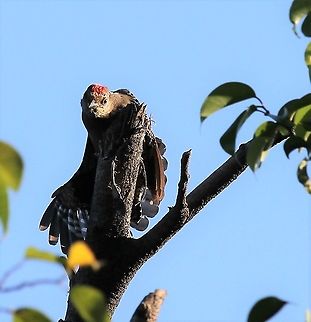 Red-crowned Woodpecker At Hato El Cedral a very irate looking Red-crowned Woodpecker Hato El Cedral,Los Llanos,Melanerpes rubricapillus,Red-crowned woodpecker