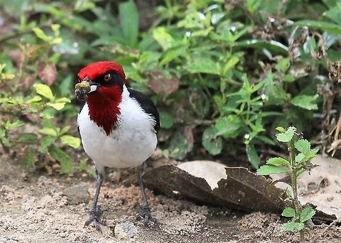 Red-capped Cardinal Fairly easily seen cardinal from land or boat at Hato El Cedral Hato El Cedral,Los Llanos,Paroaria gularis,Red-capped Cardinal