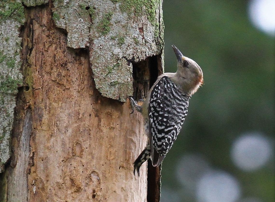 Red-crowned Woodpecker  Melanerpes rubricapillus,Red-crowned woodpecker