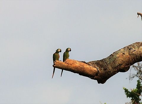 Chestnut-fronted Macaws Rio Concha Near Lake Maracaibo - Lovely medium sized Macaw Ara severus,Chestnut-fronted macaw,Lake Maracaibo