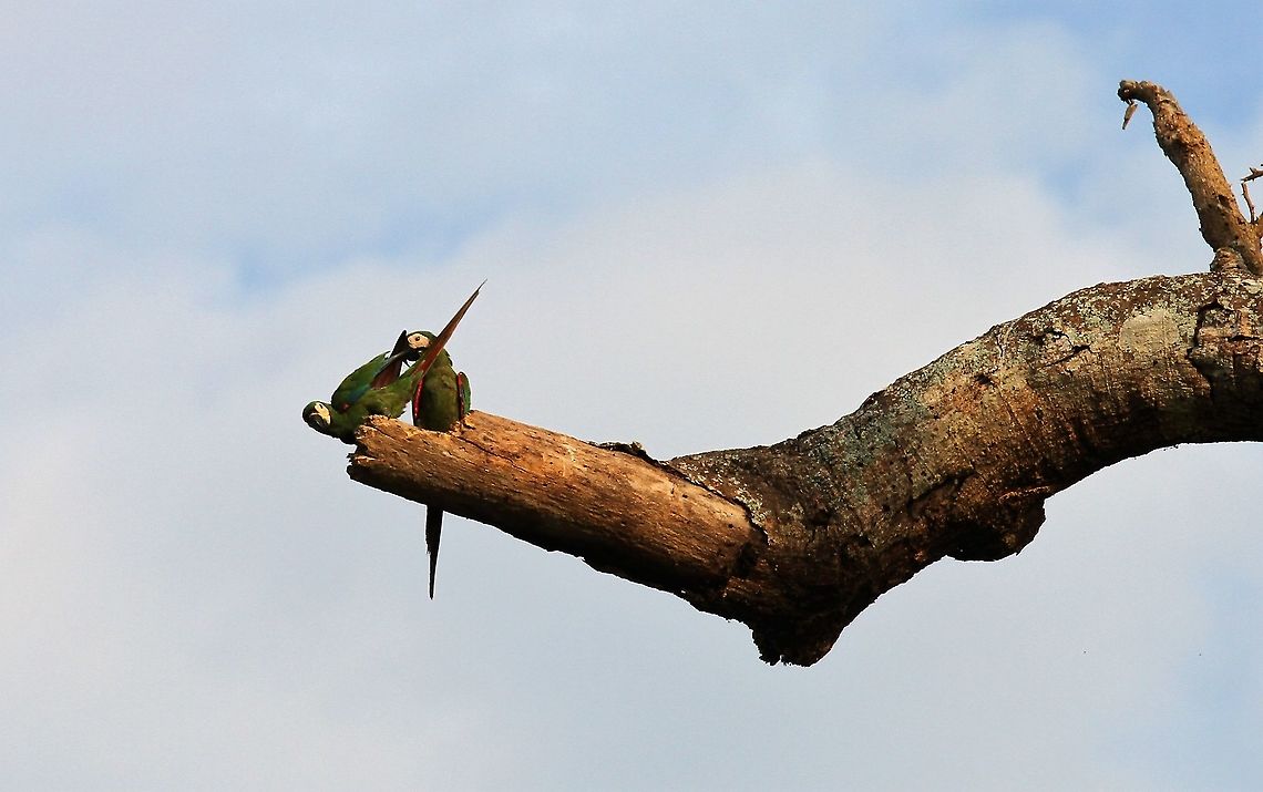 Chestnut-fronted Macaw Chestnut-fronted Macaw on the Rio Concha which flows into Lake Maracaibo home of catatumbo lightning (created by the gases from the marshes, the cold air dropping from the Andes and the bowl shape of the shallow Lake Maracaibo filled with the humid air from the Caribbean = spectacular thunder/lightning performances Ara severus,Chestnut-fronted macaw,Lake Maracaibo