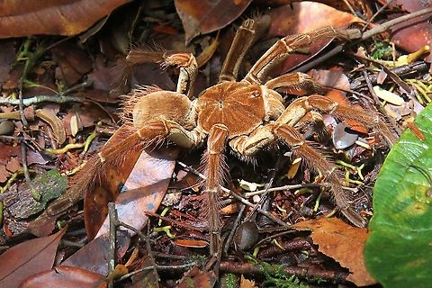 Pinkfoot_Goliath Tarantula Enormous bird eating spider seen on the walk in to Salto Angel (Angel Falls) following boat journey up the Rio Carao from Canaima Falls.  The spider can grow up to 32 centimetres and is aa contender for largest spider in the world. Canaima National Park,Pinkfoot goliath,Theraphosa apophysis