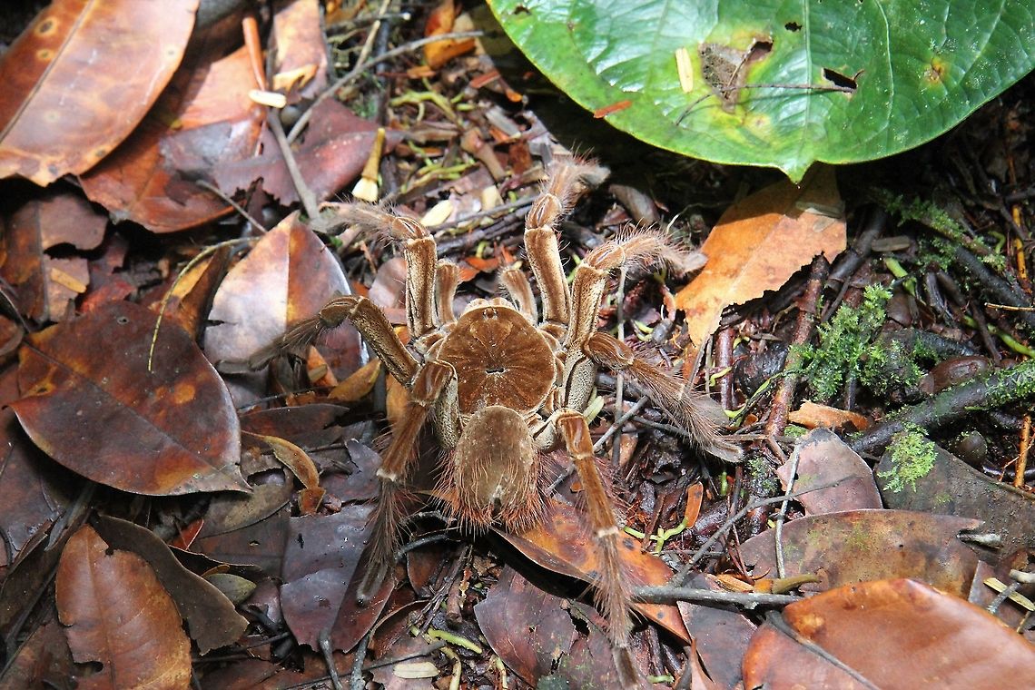 Pinkfoot Goliath Tarantula One of the largest bird eating spiders in the world - up to 32 cms - Seen on way to Salto Angel (Angel Falls) Canaima National Park,Pinkfoot goliath,Theraphosa apophysis