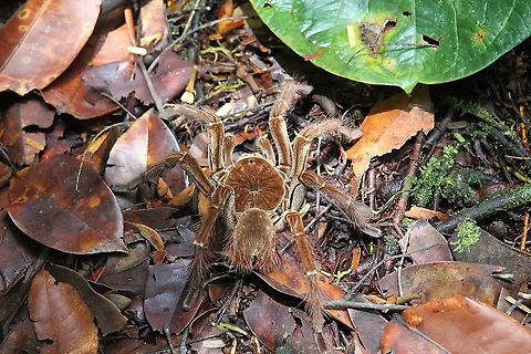 Pinkfoot Goliath Tarantula One of the largest bird eating spiders in the world - up to 32 cms - Seen on way to Salto Angel (Angel Falls) Canaima National Park,Pinkfoot goliath,Theraphosa apophysis