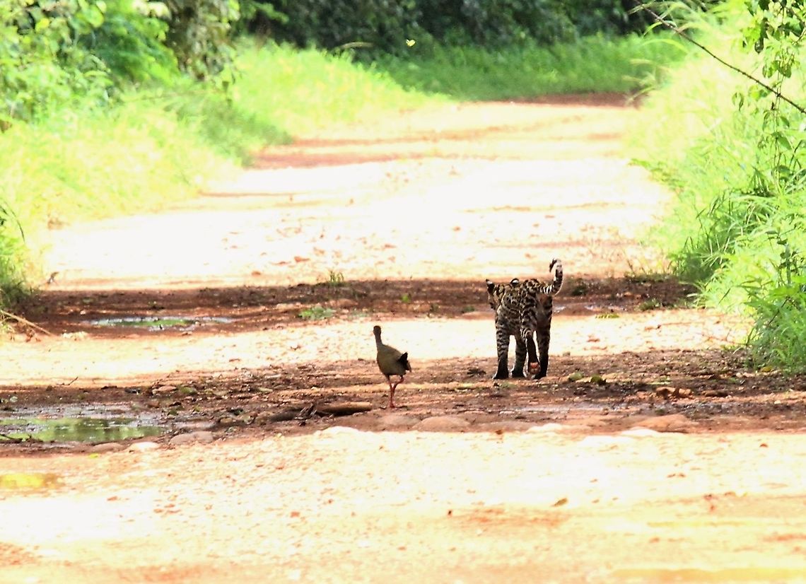 Ocelot & Grey-necked Wood-rail An afternoon stroll for Ocelot &amp; Grey-necked Wood-rail at Hato Pinero Grey-necked Wood Rail,Hato Pinero,Leopardus pardalis,Ocelot