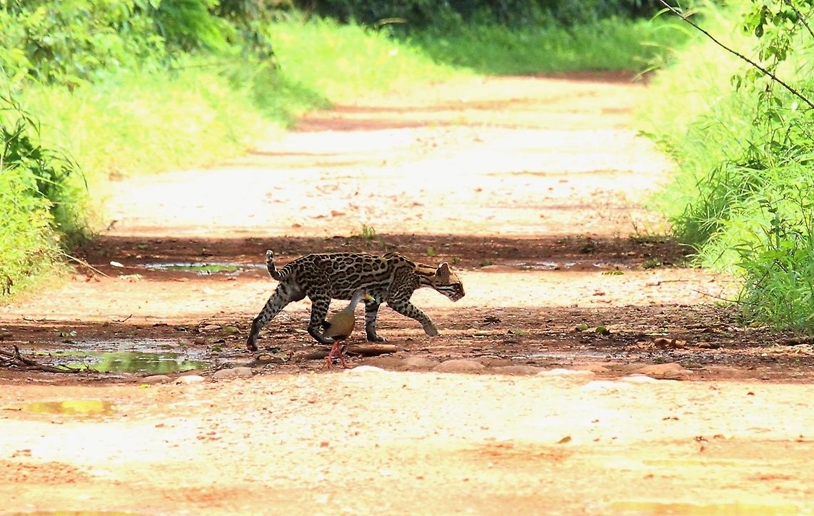 Ocelot with Grey-necked Wood-rail A magical moment as an Ocelot walked out of the scrub onto the trail in front of us with a grey-necked wood-rail in tow (a very &quot;Disney&quot; moment).  This was seen at Hato Pinero Grey-necked Wood Rail,Hato Pinero,Leopardus pardalis,Ocelot