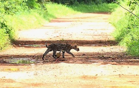 Ocelot with Grey-necked Wood-rail A magical moment as an Ocelot walked out of the scrub onto the trail in front of us with a grey-necked wood-rail in tow (a very "Disney" moment).  This was seen at Hato Pinero Grey-necked Wood Rail,Hato Pinero,Leopardus pardalis,Ocelot