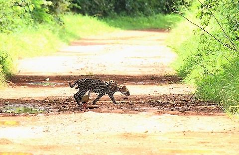 Ocelot with Grey-necked Wood-rail A magical "Disney" moment at Hato Pinero with Ocelot & Grey-Necked Wood-rail Grey-necked Wood Rail,Hato Pinero,Leopardus pardalis,Ocelot