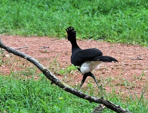 Yellow-knobbed Curassow at Hato Pinero Ground feeding (mostly on fallen fruit) - this bird near the ranch-house at Hato Pinero Crax daubentoni,Hato,Yellow-knobbed curassow