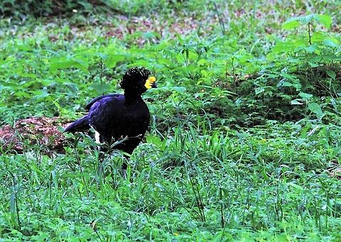 Yellow-knobbed Curassow Yellow-knobbed Curassow near the ranch at Hato Pinero.  These birds have the most amazing call - like a firework falling to the ground - called a descending whistle.  They are ground feeders - mostly fallen fruit. Crax daubentoni,Hato Pinero,Yellow-knobbed curassow