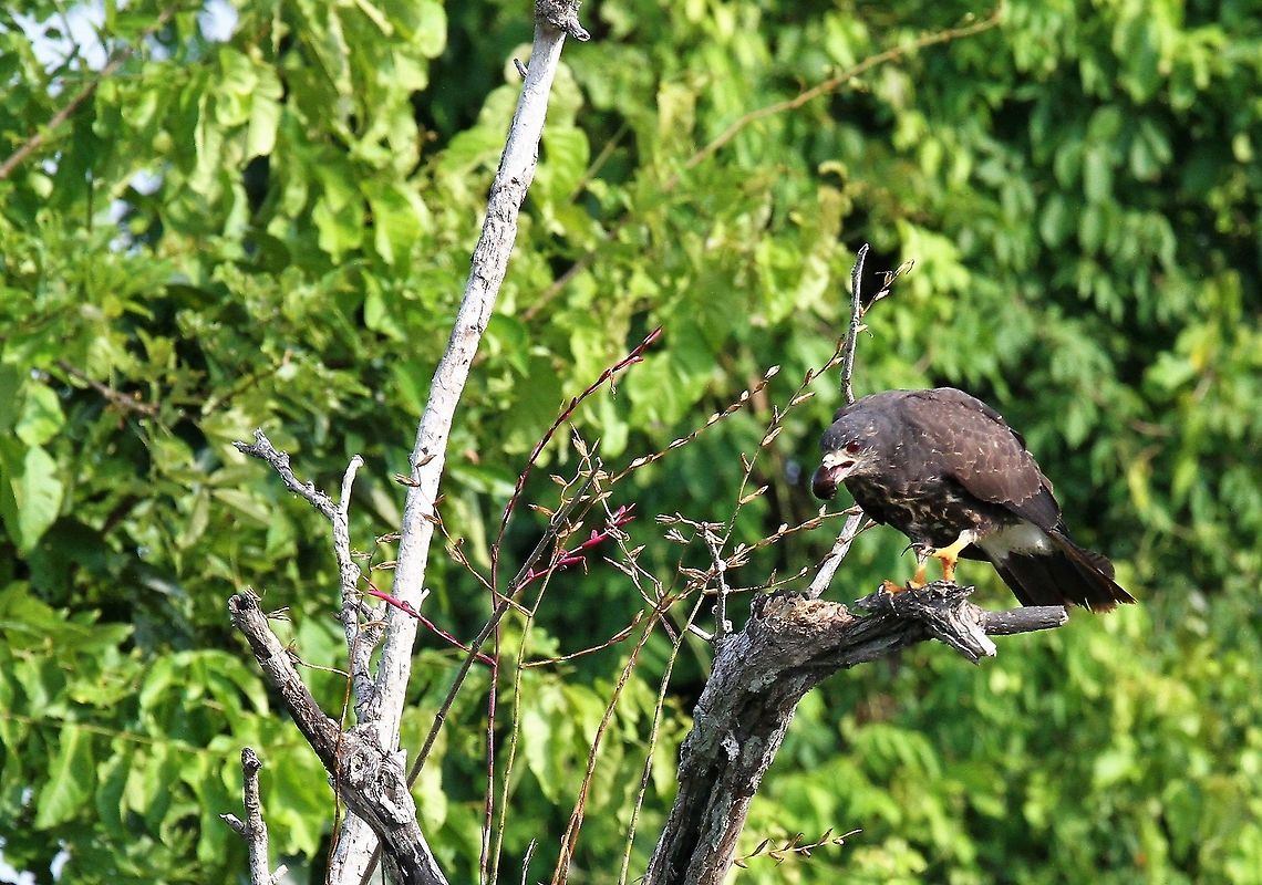 Snail Kite eating On Rio Concha a Snail Kite eating Lake Maracaibo,Rio Concha,Rostrhamus sociabilis,Snail Kite