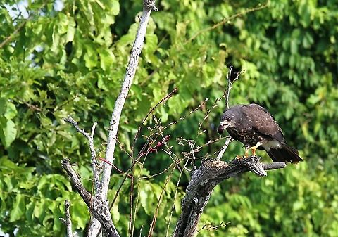 Snail Kite eating On Rio Concha a Snail Kite eating Lake Maracaibo,Rio Concha,Rostrhamus sociabilis,Snail Kite