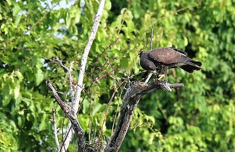 Snail Kite eating snail Snail Kite eating Lake Maracaibo,Rio Concha,Rostrhamus sociabilis,Snail Kite