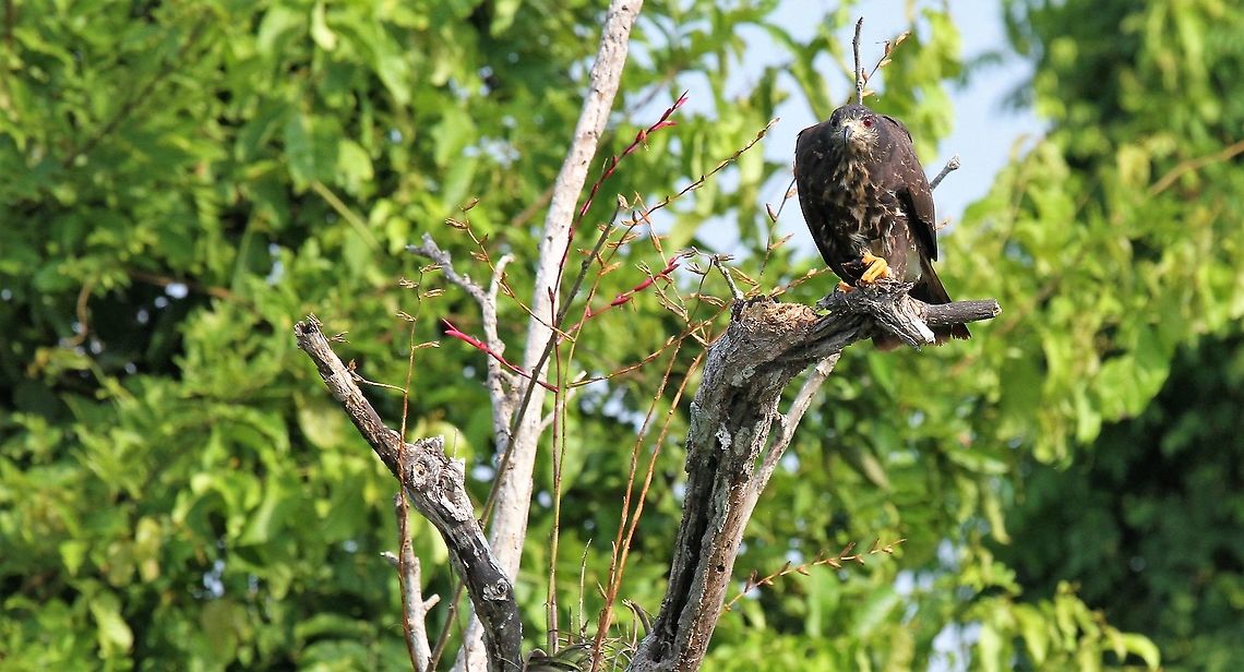 Snail Kite holding snail Snail Kite on the Rio Concha near Lake Maracaibo, holding snail.  This is a wonderful waterway with many fine birds &amp; red howler monkeys. Lake Maracaibo,Rio Concha,Rostrhamus sociabilis,Snail Kite
