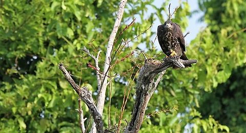 Snail Kite holding snail Snail Kite on the Rio Concha near Lake Maracaibo, holding snail.  This is a wonderful waterway with many fine birds & red howler monkeys. Lake Maracaibo,Rio Concha,Rostrhamus sociabilis,Snail Kite